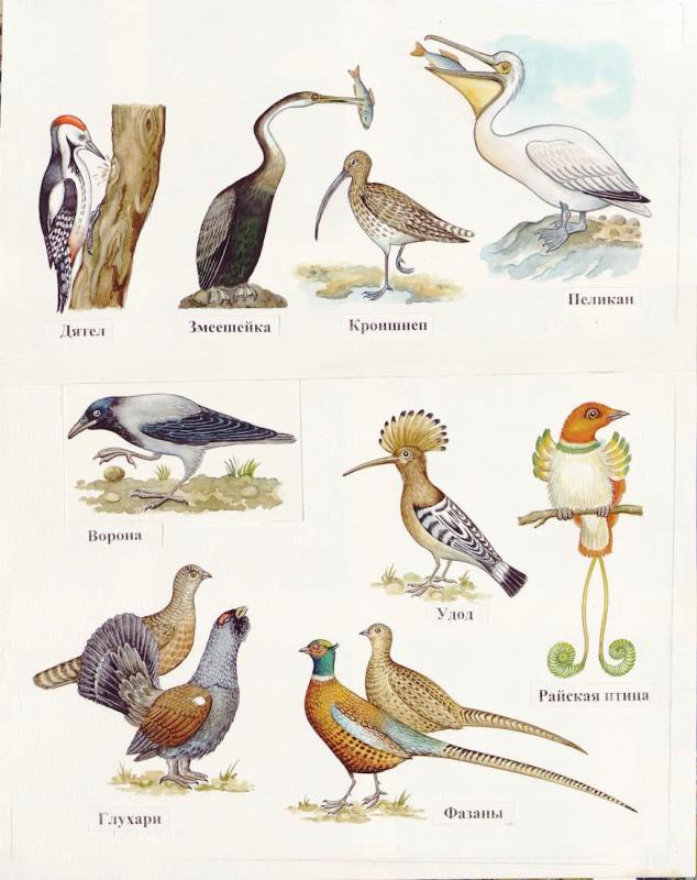 Количество видов класса птиц